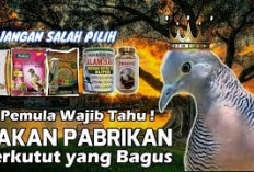 5 Rekomendasi Merk Pakan Perkutut Terbaik, Bikin Burung Makin Sehat, Gacor, dan Aktif!
