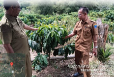 Desa Geramat Lahat Calon Kebun Entres Kopi Robusta, Ini Keunggulannya 