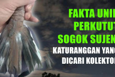 Fakta Unik Perkutut Sogok Sujen, Katuranggan yang Dicari Kolektor