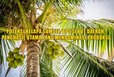 Potensi Kelapa Sumsel: BPS Sebut Daerah Penghasil Utama yang Mendominasi Produksi