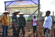 Kodim 0412/Lampung Utara Wilayah Kodam II/Swj Tanam Jagung Dukung Ketahanan Pangan Nasional