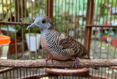Berani Pelihara Burung Perkutut? Waspada! Ini Pantangan dan Larangan yang Harus Kamu Tahu, Kalau Ga Mau Celaka