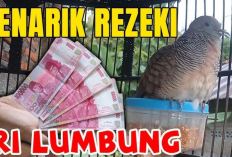 Pelihara Perkutut Ini Rezeki Mengalir Deras Bak Air Bah, Incaran Banyak Kolektor