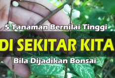 Auto Bikin Hunian Eksotis! Ini Dia 5 Jenis Bonsai Populer yang Wajib Kamu Miliki