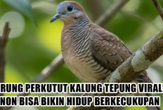 Burung Perkutut Kalung Tepung Viral! Konon Bisa Bikin Hidup Berkecukupan