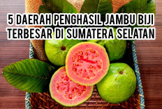 Muara Enim Gak Termasuk, Ini 5 Daerah Penghasil Jambu Biji Terbesar di Sumatera Selatan, Siapakah Juaranya?