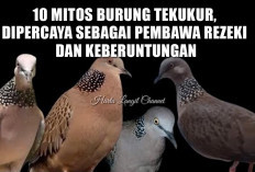 10 Mitos Burung Tekukur, Dipercaya sebagai Pembawa Rezeki dan Keberuntungan