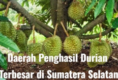 5 Daerah Penghasil Durian Terbesar di Sumatera Selatan, Kaget Juaranya Bukan OKUT, Melainkan...
