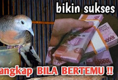 Perkutut Berkaturanggan Ini Bisa Mengubah Hidupmu Jadi Kaya Mendadak dengan Rejeki yang Tak Pernah Putus