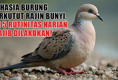 Rahasia Burung Perkutut Rajin Bunyi, Ini 5 Rutinitas Harian yang Wajib Dilakukan!
