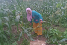 Kolaborasi Pemdes-PKK Pagarjati Lahat Support Swasembada Pangan, Hal Ini Dilakukannya 