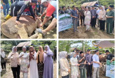 Wabup Lahat didampingi Ketua Komisi lll DPRD Serahkan 3 Ekor Sapi ke PCNU, Ini Pintanya