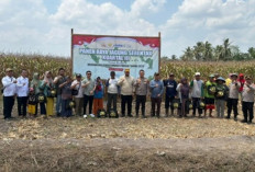 Panen Jagung Bersama Kuartal III, Ada Perwakilan Pejabat Kejari Banyuasin, Siapa?