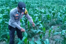 Antisipasi Serangan Hama, Bhanbimkamtibmas Polres Lahat Turun Cek Tanaman Jagung, Ini Buktinya 