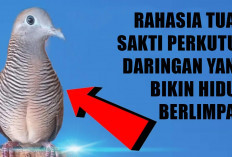 Bikin Kaya 7 Turunan! Ini Rahasia Tuah Sakti Perkutut Daringan yang Bikin Hidup Berlimpah