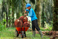 5 Daerah Penghasil Kelapa Sawit Terbesar di Indonesia, Sumatera Selatan Ada di Urutan Berapa?