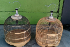 Ukuran Ideal Sangkar Burung Perkutut dan Cara Membuatnya