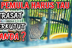 Mitos Burung Perkutut, Pertanda Baik dan Buruk?