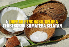 Produksinya Capai 61.279 Ton, 5 Daerah Penghasil Kelapa Terbesar di Sumatera Selatan, No 1 Hasilkan 46.760 Ton