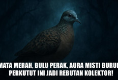 Mata Merah, Bulu Perak, Aura Mistis, Burung Perkutut Ini Jadi Rebutan Kolektor!