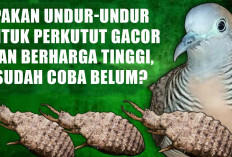 Pakan Undur-Undur untuk Perkutut Gacor dan Berharga Tinggi, Sudah Coba Belum?