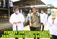 64 Peternak Ayam di Banyuasin Mampu Suplai 400 Ton Telur Sampai Jawa Barat Perbulan, ini Faktanya!