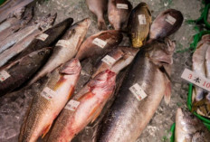 Alami Peningkatan Setiap Tahun, Ternyata Ini 3 Kecamatan di OKU Timur Produksi Ikan Patin Terbesar 