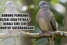 Burung Pembawa Rezeki atau Petaka? Kenali Ciri-Ciri Perkutut Katuranggan!