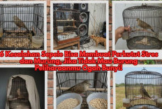 6 Kesalahan Sepele Bisa Membuat Perkutut Stres dan Murung, Jika Tidak Mau Burung Peliharaanmu Ogah Bunyi!