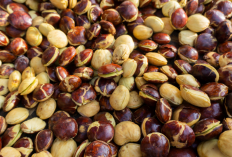 5 Daerah Penghasil Jengkol di Indonesia, Juaranya dari Sumatera Tapi Bukan Sumatera Selatan, Lantas Siapa?