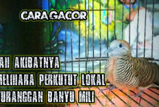 Ciri-Ciri Fisik dan Kepercayaan Mistis Perkutut Banyu Mili!