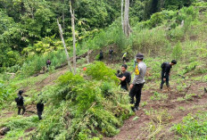 Polda Sumsel Temukan 3 Hektare Ladang Ganja di Empat Lawang, Petugas Sempat Dihadang Massa