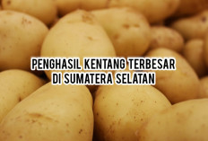 Penghasil Kentang Terbesar di Sumatera Selatan, Ini Daerahnya!