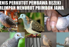 5 Jenis Perkutut Pembawa Rezeki Berlimpah Menurut Primbon Jawa