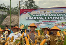 Panen Jagung Hibrida Di RKT, Kapolres Prabumulih Harapkan Ini