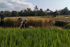 Jaga Ketahanan Pangan di Lampung Selatan, Babinsa Lakukan Ini Bersama Petani