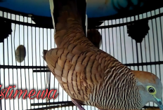 Mitos Perkutut Rondo Semoyo, Si Janda Penarik Rezeki, Ini Tuah bagi Tuannya 