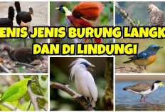 8 Burung Endemik Khas Indonesia dengan keindahan yang eksotis, Populasinya Nyaris Punah!