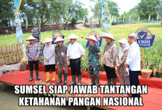 Kembali Menjadi Sorotan Nasional, Sumsel Kembangkan Teknologi Padi Apung di Lahan Rawa