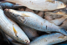 Produksi Melimpah! 5 Daerah Penghasil Ikan Tawar di Sumsel yang Jadi Tumpuan Ekonomi