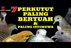 Perkutut Paling Berutuah dan Paling Istimewa: 7 Jenis yang Harus Anda Ketahui