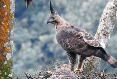 Benarkah Burung Ini yang Identik dengan Lambang Garuda NKRI?  