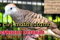 Rahasia Burung Perkutut dengan Lurik Tak Terputus, Penarik Energi Positif Hingga 7 Turunan