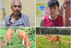 Polsek Kota Agung Ungkap Kasus Pencurian Ternak di Desa Tanjung Raya Lahat, Ini Buktinya