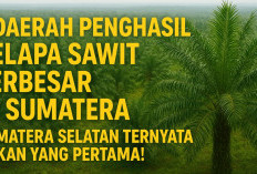 5 Daerah Penghasil Kelapa Sawit Terbesar di Sumatera, Sumsel Ternyata Bukan yang Pertama!