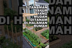 Anti Gagal! Jenis Sayuran Berdaun Hijau yang Paling Cepat Dipanen untuk Budidaya Rumahan Bagi Pemula