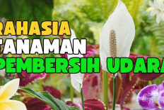 5 Tanaman Hias yang Bikin Udara Rumah Sehat dan Segar!