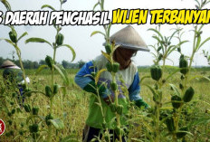 Produktivitas Tinggi! 6 Daerah yang Jadi Sentra Wijen Indonesia, Punya Nilai Ekonomis Tinggi