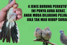 Awas! 4 Jenis Burung Perkutut Ini Punya Aura Berat, Anak Muda Dilarang Pelihara Jika Tak Mau Hidup Suram!