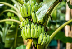 DATA BPS: 4 Kecamatan Penghasil Pisang Terbanyak di Palembang!